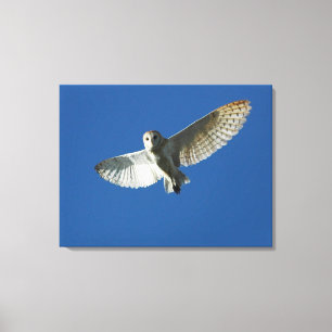 Kerkuil in dagvlucht canvas afdruk