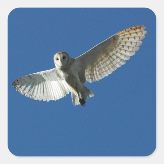 Kerkuil in Dagvlucht Vierkante Sticker (Voorkant)