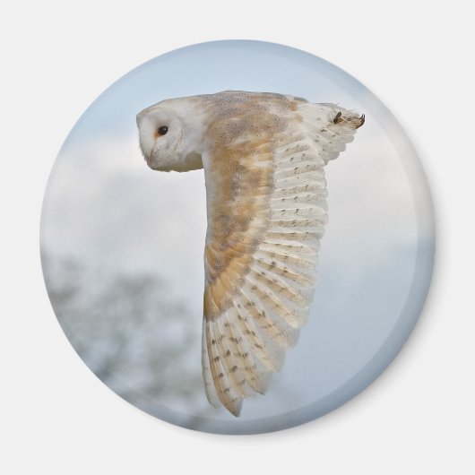 Kerkuil in Vlucht Magneet (Voorkant)