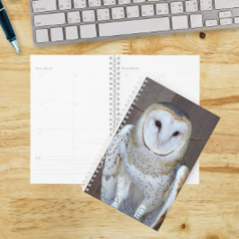 Kerkuil Roofvogel Foto Planner