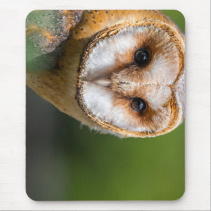 kerkuil, uil, vogel muismat