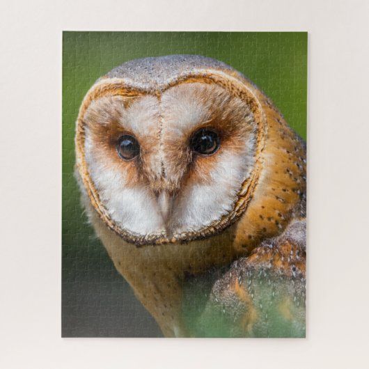 Kerkuilen - Roofvogels. Legpuzzel (Verticaal)