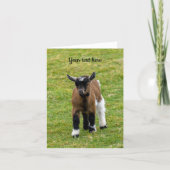 Kernaartkaart met Dwerggeitje Kaart (Voorkant)