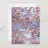 Kerriebomen in bloesems briefkaart (Voorkant / Achterkant)