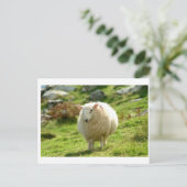 Kerry Sheep on Ring of Kerry Briefkaart (Staand voorkant)