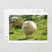 Kerry Sheep on Ring of Kerry Briefkaart (Voorkant / Achterkant)