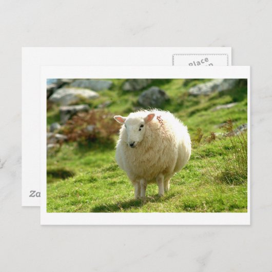 Kerry Sheep on Ring of Kerry Briefkaart (Voorkant / Achterkant)