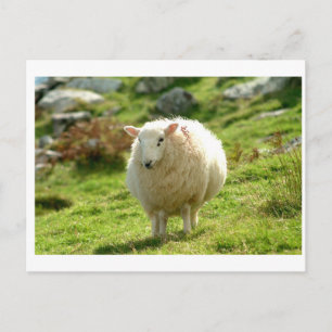 Kerry Sheep on Ring of Kerry Briefkaart