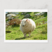 Kerry Sheep on Ring of Kerry Briefkaart (Voorkant)