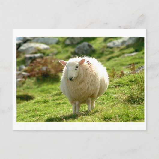 Kerry Sheep on Ring of Kerry Briefkaart (Voorkant)