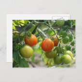 Kerry tomaten op wijn Natuur Briefkaart (Voorkant / Achterkant)