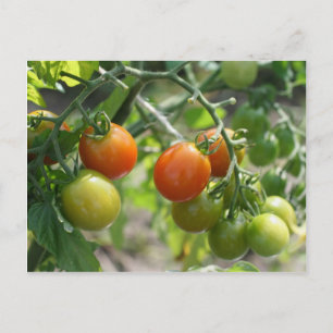 Kerry tomaten op wijn Natuur Briefkaart