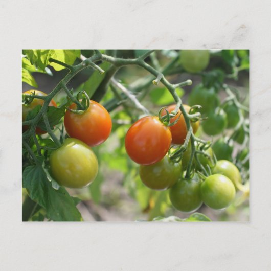 Kerry tomaten op wijn Natuur Briefkaart (Voorkant)