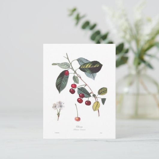 Kers (Prunus cerasus) Briefkaart (Staand voorkant)