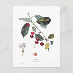 Kers (Prunus cerasus) Briefkaart