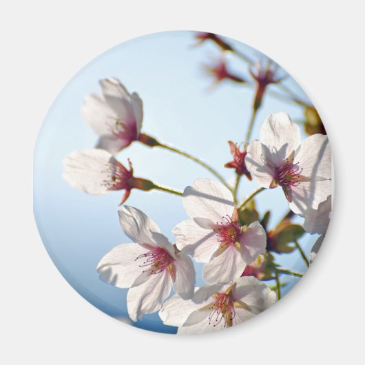 Kersbloesems met achtergrondverlichting magneet (Voorkant)