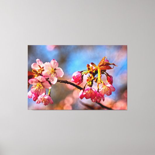 Kersebloesems staan klaar om te openen en te bloei canvas afdruk (Voorkant)