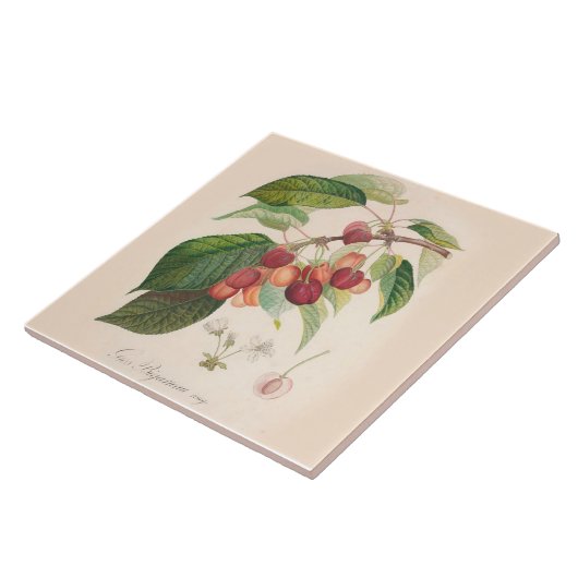 Kersen 6 x 6 inch keramisch keukendek tegeltje (Zijkant)