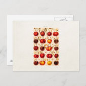  kersen Antiek kersen fruit Briefkaart (Voorkant / Achterkant)
