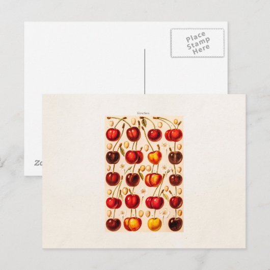 kersen Antiek kersen fruit Briefkaart (Voorkant / Achterkant)