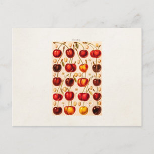  kersen Antiek kersen fruit Briefkaart
