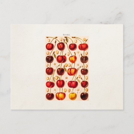  kersen Antiek kersen fruit Briefkaart (Voorkant)