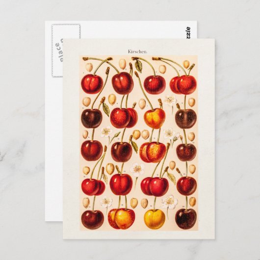  kersen Antiek kersen fruit Briefkaart (Voorkant / Achterkant)