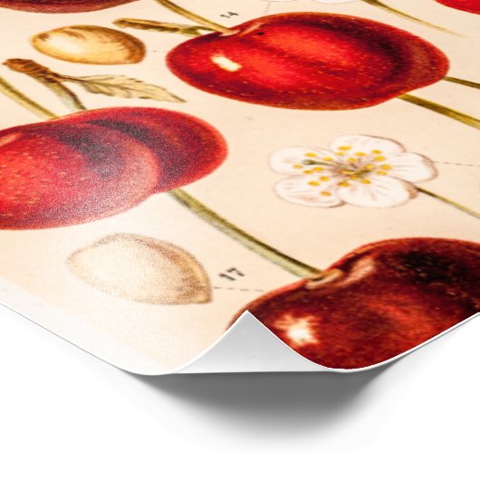  kersen Antiek kersen fruit Foto Afdruk (Hoek)