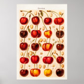  kersen Antiek kersen fruit Poster (Voorkant)