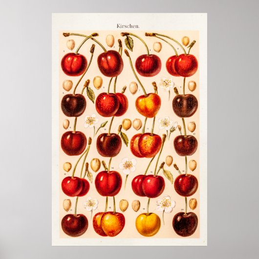  kersen Antiek kersen fruit Poster (Voorkant)