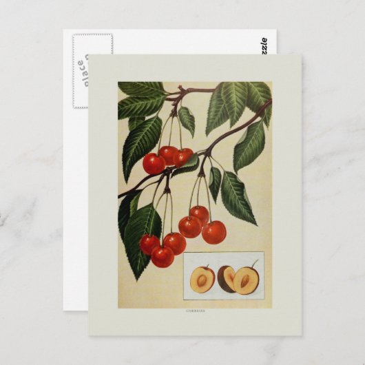 Kersen Briefkaart (Voorkant / Achterkant)