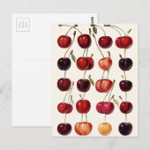  kersen briefkaart (Voorkant / Achterkant)