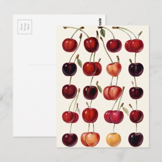 kersen briefkaart (Voorkant / Achterkant)