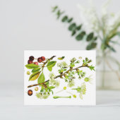kersen briefkaart (Staand voorkant)