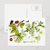 kersen briefkaart (Voorkant / Achterkant)