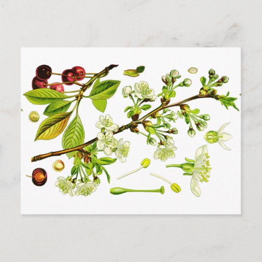 kersen briefkaart (Voorkant)