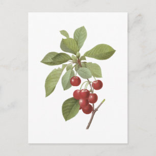 kersen (Cerasus domestica) van Redouté Briefkaart