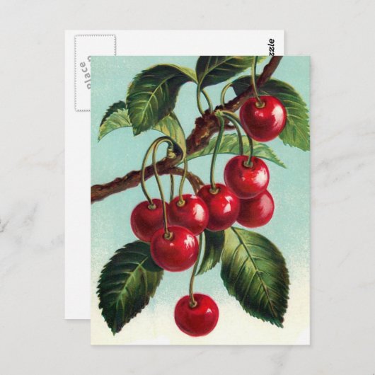  kersen op een filiaal Briefkaart (Voorkant / Achterkant)