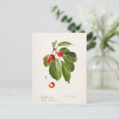 Kersen (Prunus Avium) Waterverf-schilderijen Briefkaart (Staand voorkant)