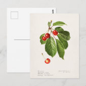 Kersen (Prunus Avium) Waterverf-schilderijen Briefkaart (Voorkant / Achterkant)