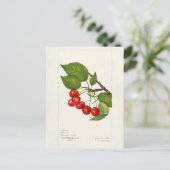Kersen (Prunus Avium) Waterverf-schilderijen Briefkaart (Staand voorkant)