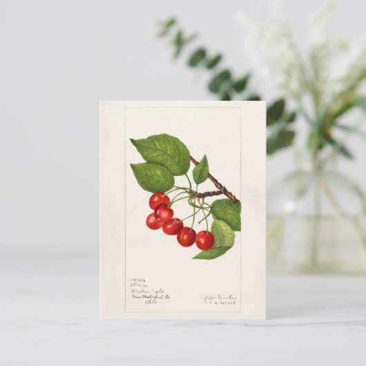 Kersen (Prunus Avium) Waterverf-schilderijen Briefkaart (Staand voorkant)