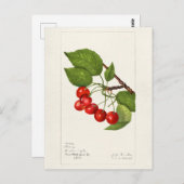 Kersen (Prunus Avium) Waterverf-schilderijen Briefkaart (Voorkant / Achterkant)