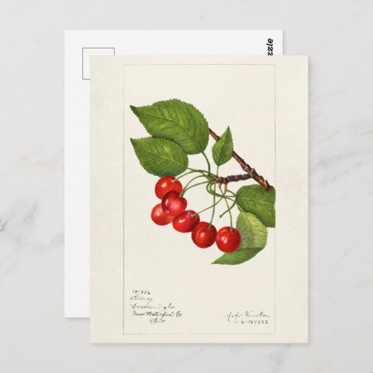 Kersen (Prunus Avium) Waterverf-schilderijen Briefkaart (Voorkant / Achterkant)
