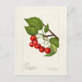Kersen (Prunus Avium) Waterverf-schilderijen Briefkaart (Voorkant)