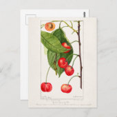 Kersen (Prunus Avium) Waterverf-schilderijen Briefkaart (Voorkant / Achterkant)