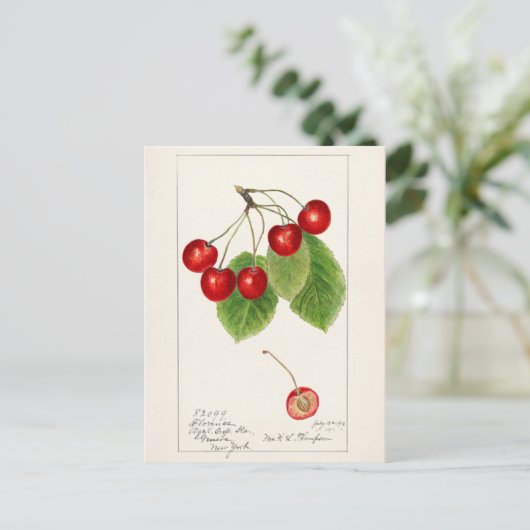 Kersen (Prunus Avium) Waterverf-schilderijen Briefkaart (Staand voorkant)