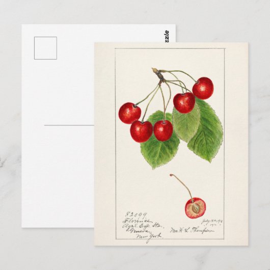 Kersen (Prunus Avium) Waterverf-schilderijen Briefkaart (Voorkant / Achterkant)