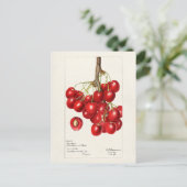Kersen (Prunus Avium) Waterverf-schilderijen Briefkaart (Staand voorkant)