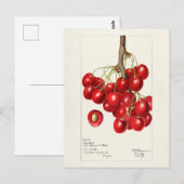 Kersen (Prunus Avium) Waterverf-schilderijen Briefkaart (Voorkant / Achterkant)